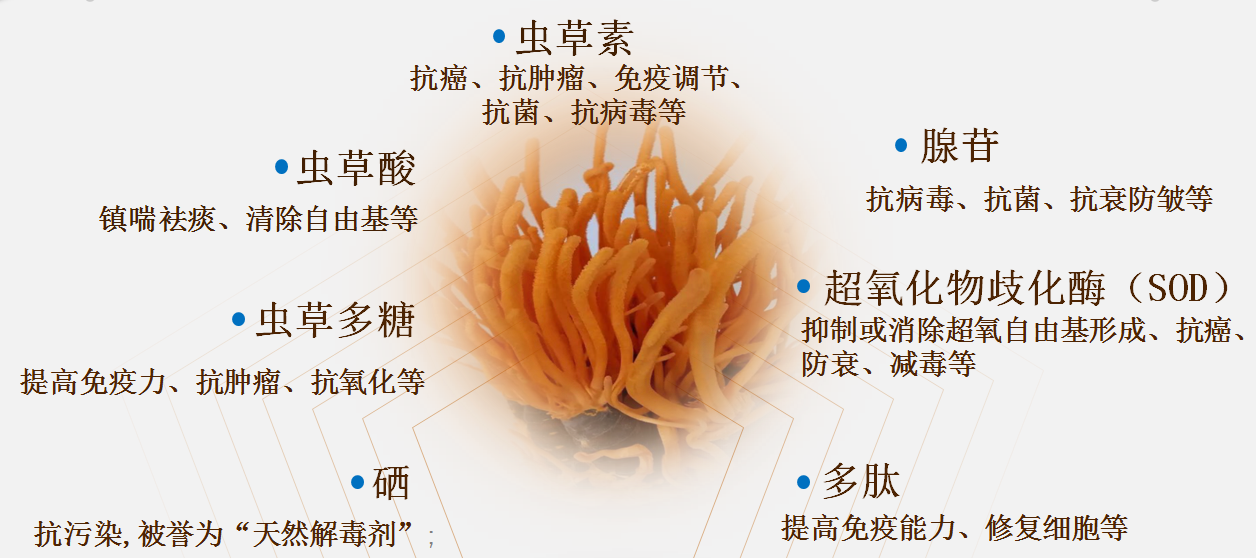 湖南金芙農業(yè)科技有限公司,羊肚菌,蛹蟲草鮮品,蛹蟲草干品,蟲草超微粉,蟲草酒哪里好